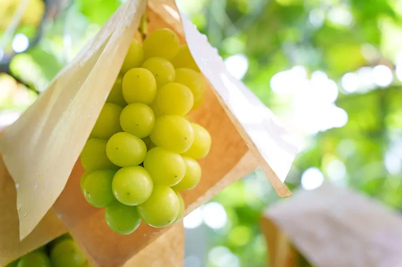ぶどう